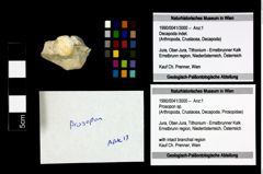 Foto (Objekt + Etikett) von Prosopon sp.  (NHMW-GEO-1990-0041-3000)